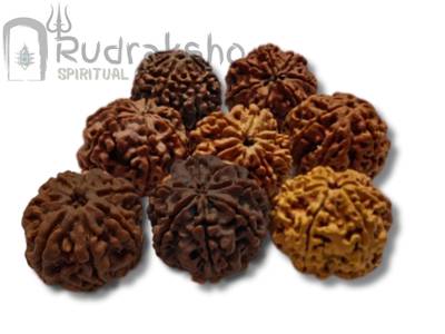7 Mukhi Rudraksha from Nepal